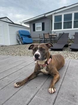 Rescue Pit Bull Terrier Dogs for Adoption in Newark, New Jersey - Estrella | PetCurious