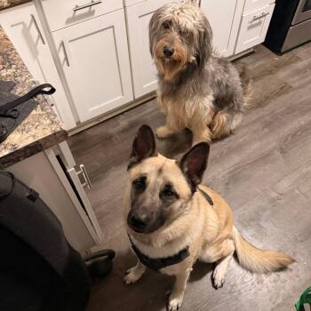 Jobo - Home to Home -  Husky and Mastiff Dog for Adoption in South Elgin, Illinois - Jobo - Home To Home | PetCurious
