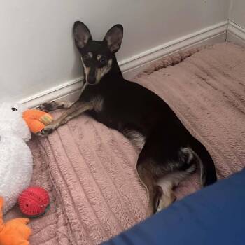FeliCa -  Chihuahua and Mixed Breed Dog for Adoption in New York, New York - FeliCa | PetCurious