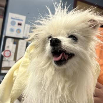 Abe (Mr. Peepers) -  Maltese and Mixed Breed Dog for Adoption in Saint Joseph, Missouri - Abe (Mr. Peepers) | PetCurious