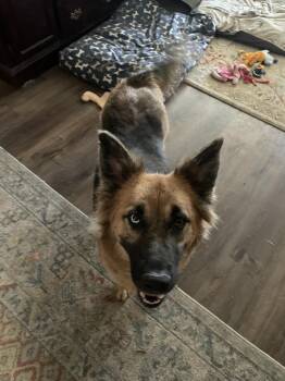 VEDA -  Shepherd Dog for Adoption in Broomfield, Colorado - VEDA | PetCurious