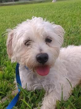 JASPER (TN) -  Miniature Poodle Dog for Adoption in Klein, Texas - JASPER (TN) | PetCurious