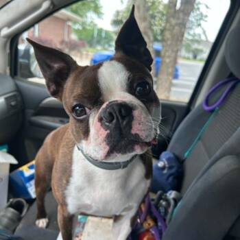 Max Baer -  Boston Terrier Dog for Adoption in Shelby, North Carolina - Max Baer | PetCurious