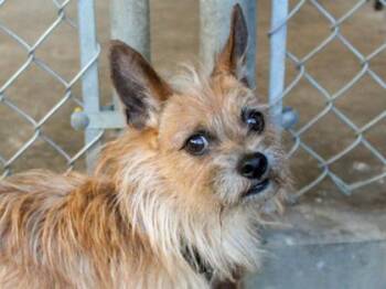 Maxie -  Chihuahua and Mixed Breed Dog for Adoption in Golden Valley, Minnesota - Maxie | PetCurious