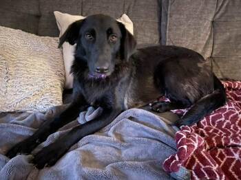 Labrador Retriever and Mixed Breed Dogs Available for Adoption in West Milwaukee, Wisconsin - Shelby $450 | PetCurious