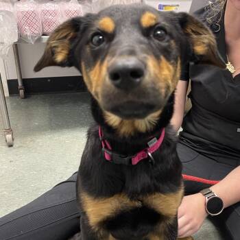 Raya -  Corgi and Mixed Breed Dog for Adoption in Clearwater, Florida - Raya | PetCurious