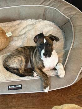 Cheese -  Pit Bull Terrier Dog for Adoption in Painesville, Ohio - Cheese | PetCurious