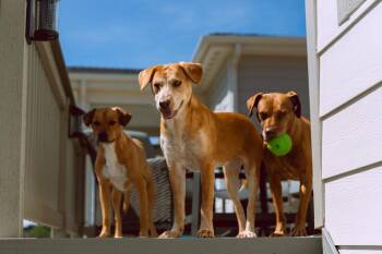 Coltonobre / Callie -  Labrador Retriever Dog for Adoption in Broomfield, Colorado - Coltonobre / Callie | PetCurious