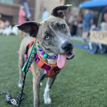 Rescue Husky and Mixed Breed Dogs for Adoption in Savannah, Georgia - Cecilia | PetCurious