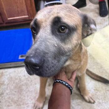 Waffles- 102608U -  Terrier and Mixed Breed Dog for Adoption in Tupelo, Mississippi - Waffles- 102608U | PetCurious