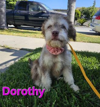 Dorothy -  Aussiedoodle Dog for Adoption - Dorothy | PetCurious