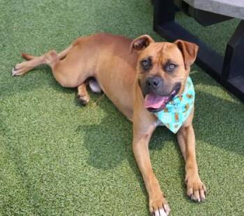 Scooby-Doo -  Mixed Breed Dog for Adoption in Athens, Georgia - Scooby-Doo | PetCurious