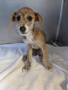 KIRA -  Parson Russell Terrier and Mixed Breed Dog for Adoption in Camarillo, California - KIRA | PetCurious