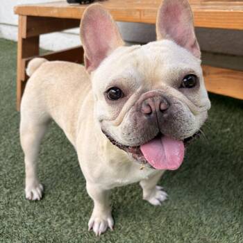 Rexy -  French Bulldog Dog for Adoption in Hawthorne, California - Rexy | PetCurious
