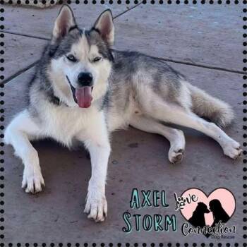 Rescue Husky Dogs for Adoption in Gilbert, Arizona - Axel Storm | PetCurious
