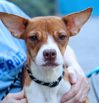 Willow (AO37324) -  Terrier Dog for Adoption in Kansas City, Kansas - Willow (AO37324) | PetCurious