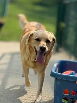 GINGER -  Labrador Retriever Dog for Adoption in St. Peters, Missouri - GINGER | PetCurious
