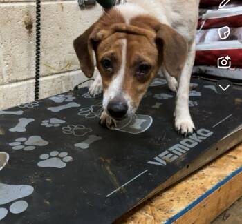 Rescue Mixed Breed Dogs for Adoption in Hot Springs, Arkansas - M18 | PetCurious