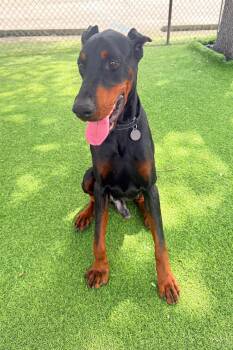 Doberman Pinscher Dogs Available for Adoption - Bruno 3558 | PetCurious