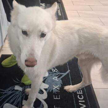 Blue -  Husky Dog for Adoption in Lufkin, Texas - Blue | PetCurious