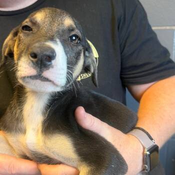TUSC-Stray-85227_2_3_4_5_6 -  Shepherd and Mixed Breed Dog for Adoption in Tuscaloosa, Alabama - TUSC-Stray-85227_2_3_4_5_6 | PetCurious