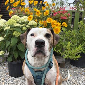 Boston -  American Bulldog Dog for Adoption in New Boston, New Hampshire - Boston | PetCurious