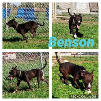 Staffordshire Bull Terrier Dogs Available for Adoption in Pierceton, Indiana - Benson | PetCurious