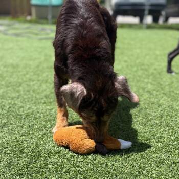 Mixed Breed Dogs Available for Adoption in Batavia, Ohio - Dee Dee | PetCurious