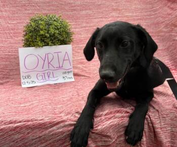 Oyria -  Mixed Breed Dog for Adoption in Sharpsburg, Georgia - Oyria | PetCurious