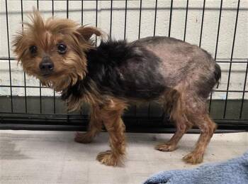 SKOSHI -  Yorkshire Terrier Dog for Adoption in San Antonio, Texas - SKOSHI | PetCurious