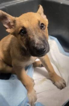 Lord Farquaad -  Shepherd and Mixed Breed Dog for Adoption in Fresno, California - Lord Farquaad | PetCurious