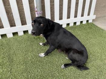 Border Collie and Mixed Breed Dogs Available for Adoption in Modesto, California - BROWNIE | PetCurious
