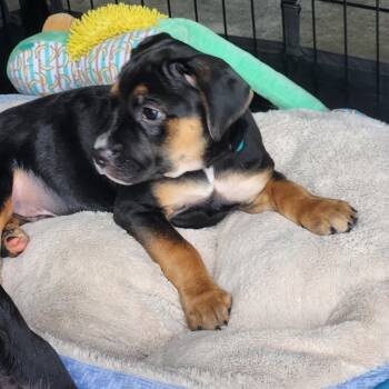 Thomas Jefferson -  Mixed Breed Dog for Adoption in Buford, Georgia - Thomas Jefferson | PetCurious