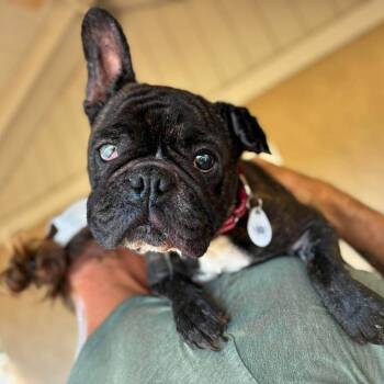 Sailor -  French Bulldog Dog for Adoption in Ramona, California - Sailor | PetCurious