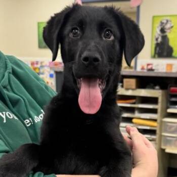 Black Labrador Retriever Dogs Available for Adoption - Tony | PetCurious