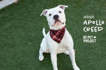 Apollo Creed -  Pit Bull Terrier and Mixed Breed Dog for Adoption in Kansas City, Missouri - Apollo Creed | PetCurious
