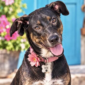 Iris -  Labrador Retriever and Doberman Pinscher Dog for Adoption in Cumming, Georgia - Iris | PetCurious