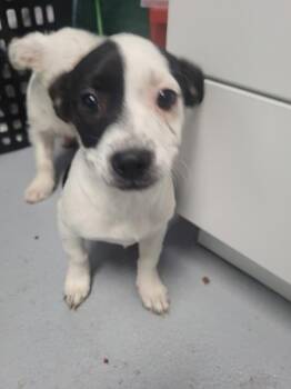 Terrier and Chihuahua Dogs Available for Adoption in Lawrenceville, Georgia - Pen 224 Pippy | PetCurious