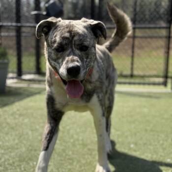 CURTIS -  Mixed Breed Dog for Adoption in Greensboro, North Carolina - CURTIS | PetCurious