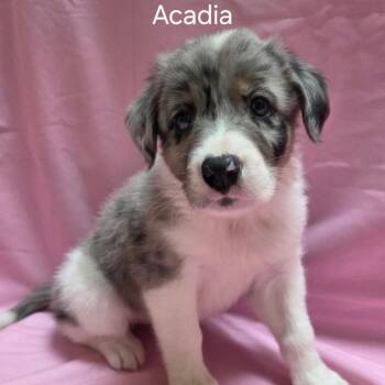 Acadia - Coming Soon! -  Mixed Breed Dog for Adoption in Naperville, Illinois - Acadia - Coming Soon! | PetCurious