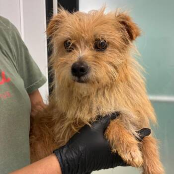 Benny -  Norfolk Terrier and Mixed Breed Dog for Adoption in Portland, Oregon - Benny | PetCurious