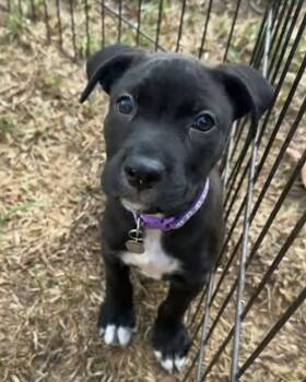 Circe -  Labrador Retriever Dog for Adoption in San Diego, California - Circe | PetCurious