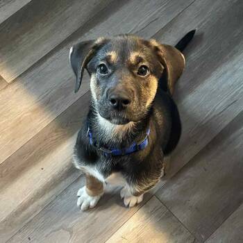 Shepherd Dogs Available for Adoption - Amanda | PetCurious