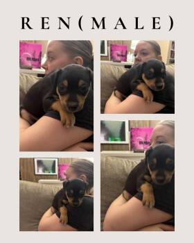 Border Collie Dogs Available for Adoption - Ren (available 3/21/26) | PetCurious