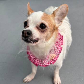 Puddles -  Chihuahua Dog for Adoption in Philadelphia, Pennsylvania - Puddles | PetCurious