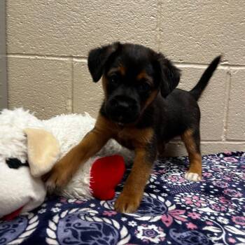 Glacier -  Shepherd and Labrador Retriever Dog for Adoption in Avon, Connecticut - Glacier | PetCurious