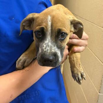 Arya -  Mixed Breed Dog for Adoption in Gadsden, Alabama - Arya | PetCurious