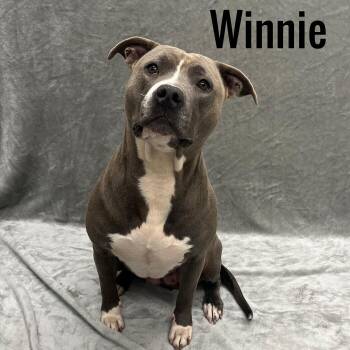 Winnie -  Mixed Breed Dog for Adoption in Pleasantville, New Jersey - Winnie | PetCurious