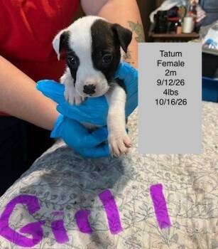 Tatum -  American Staffordshire Terrier Dog for Adoption in Welling, Oklahoma - Tatum | PetCurious