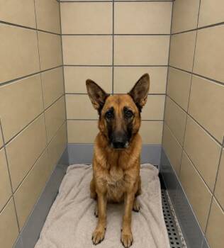 IRIS -  German Shepherd Dog and Mixed Breed Dog for Adoption in Houston, Texas - IRIS | PetCurious